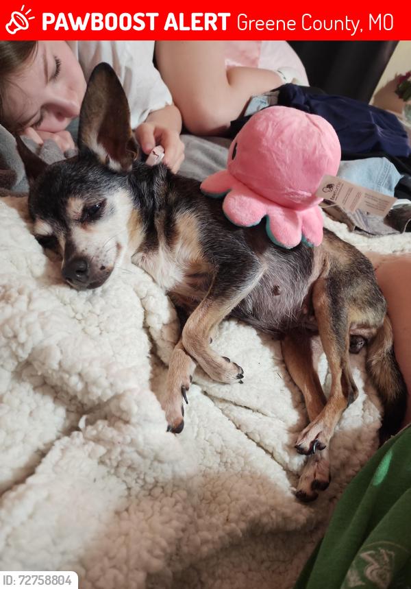 Lost Female Dog last seen Fulbright , Greene County, MO 65802