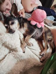 Lost Female Dog last seen Fulbright , Greene County, MO 65802