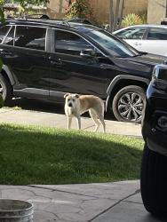 Found/Stray Unknown Dog last seen Club Vista Dr, Palmdale, CA 93551