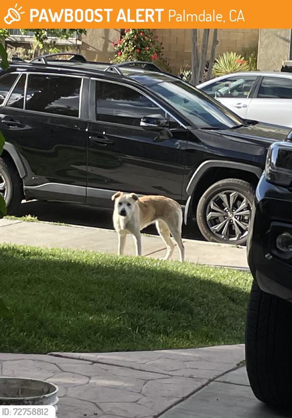 Found/Stray Unknown Dog last seen Club Vista Dr, Palmdale, CA 93551