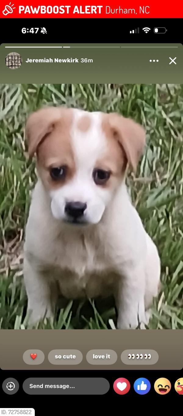 Lost Female Dog last seen Mineral Springs, Durham, NC 27703