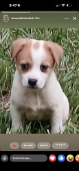 Lost Female Dog last seen Mineral Springs, Durham, NC 27703