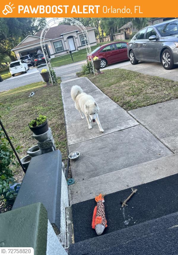 Found/Stray Male Dog last seen Uona St and Hudson St, Orlando, FL 32835