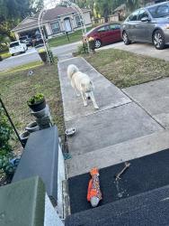 Found/Stray Male Dog last seen Uona St and Hudson St, Orlando, FL 32835