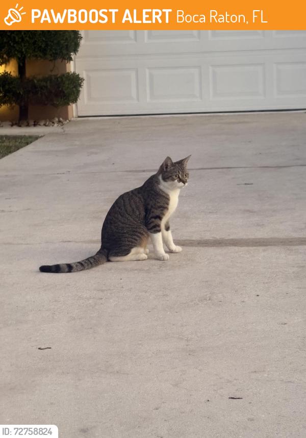Found/Stray Unknown Cat last seen 43rd st and 4th ave , Boca Raton, FL 33431