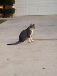 Found/Stray Unknown Cat last seen 43rd st and 4th ave , Boca Raton, FL 33431