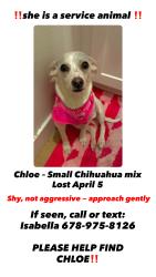 Lost Female Dog last seen Kaiser hosp, San Diego, CA 92154