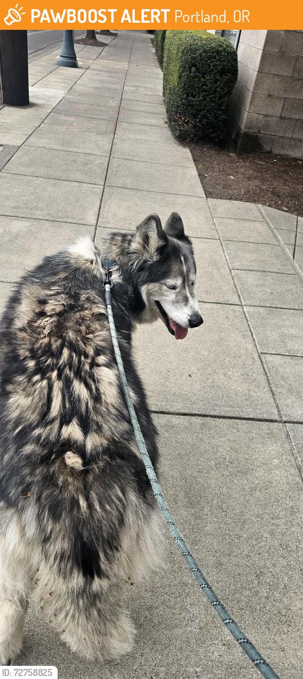 Found/Stray Unknown Dog last seen Waterfront steel bridge , Portland, OR 97239