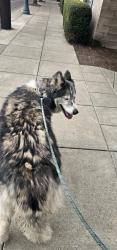 Found/Stray Unknown Dog last seen Waterfront steel bridge , Portland, OR 97239