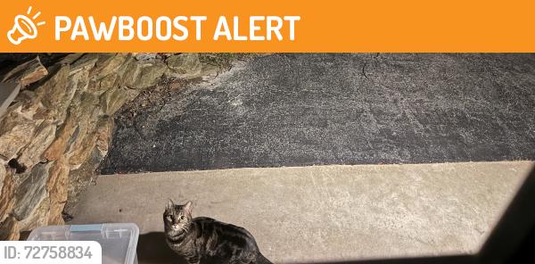 Found/Stray Unknown Cat last seen Faith Lane off Freysville Road, Windsor Township, PA 17356