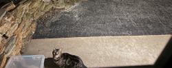 Found/Stray Unknown Cat last seen Faith Lane off Freysville Road, Windsor Township, PA 17356