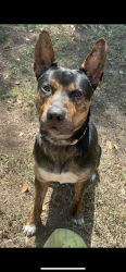 Lost Male Dog last seen Avenue T and R, Temple, TX 76504