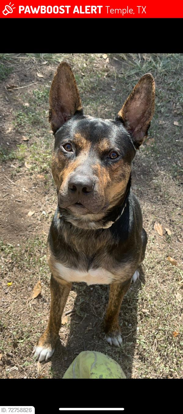 Lost Male Dog last seen Avenue T and R, Temple, TX 76504