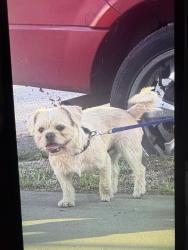 Lost Male Dog last seen Strathern / wilbur, Los Angeles, CA 91335