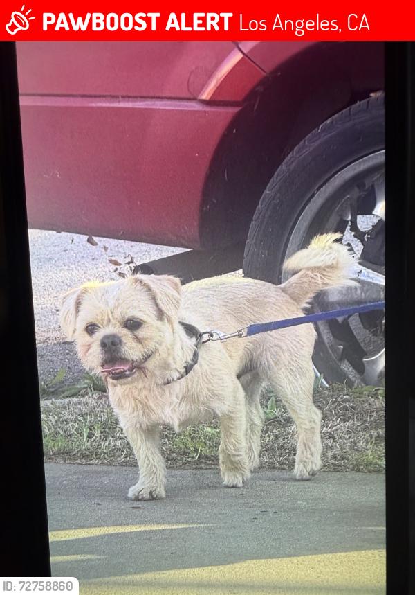 Lost Male Dog last seen Strathern / wilbur, Los Angeles, CA 91335
