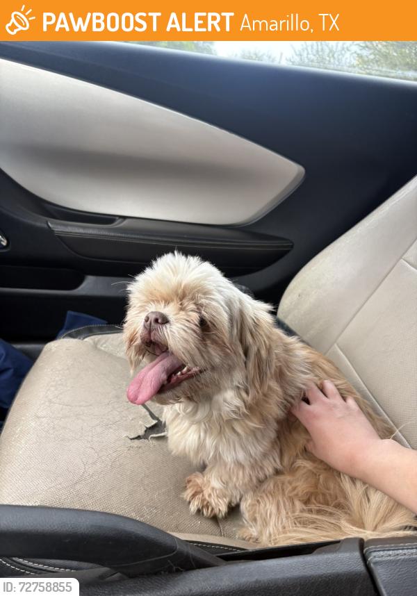 Found/Stray Female Dog last seen Grand st , Amarillo, TX 79103