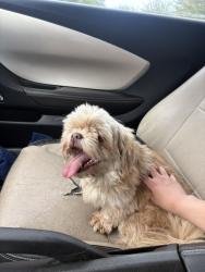 Found/Stray Female Dog last seen Grand st , Amarillo, TX 79103