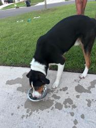 Found/Stray Male Dog last seen Lawton place, Green Cove Springs, FL 32043