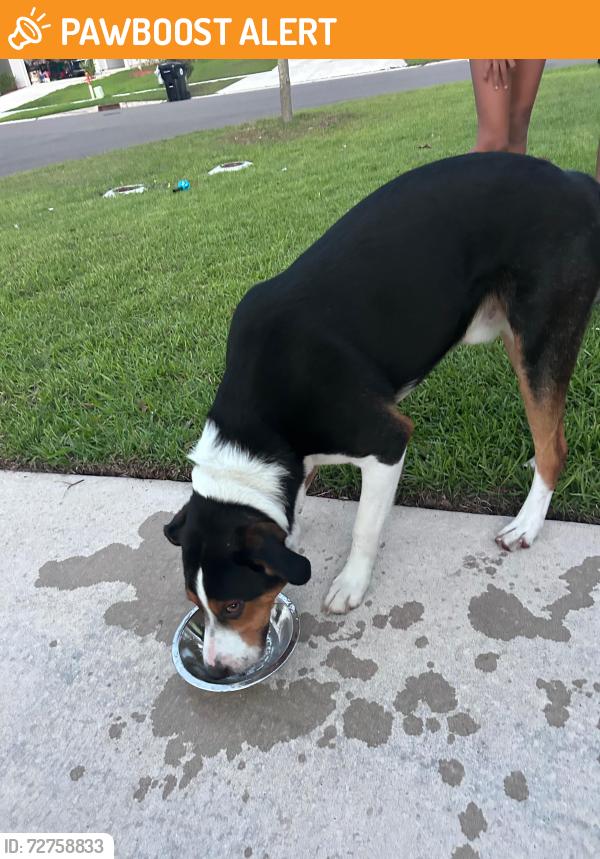 Found/Stray Male Dog last seen Lawton place, Green Cove Springs, FL 32043