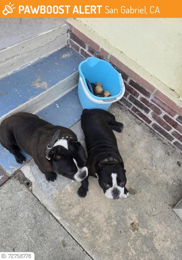 Found/Stray Male Dog last seen On Dewey between Strathmore n Del Mar, San Gabriel, CA 91776