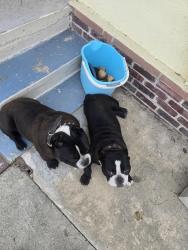 Found/Stray Male Dog last seen On Dewey between Strathmore n Del Mar, San Gabriel, CA 91776