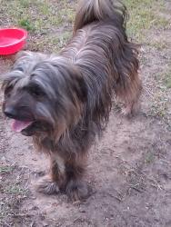 Found/Stray Unknown Dog last seen Ironton, Pulaski County, AR 72206