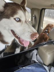Lost Male Dog last seen Oak, Findlay, OH 45840