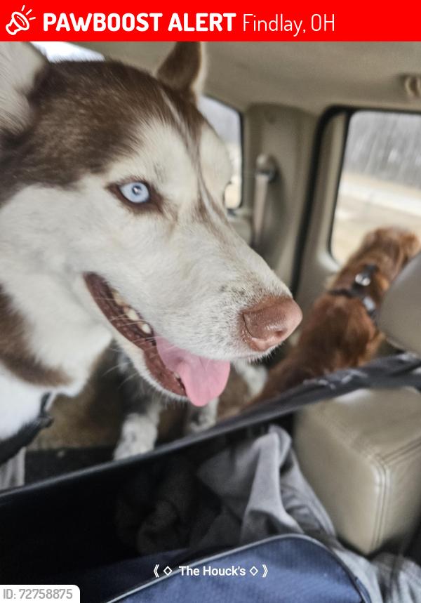 Lost Male Dog last seen Oak, Findlay, OH 45840
