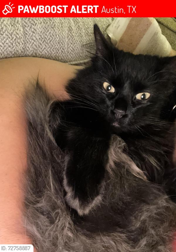Lost Male Cat last seen Blue meadow , Austin, TX 78744