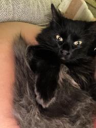 Lost Male Cat last seen Blue meadow , Austin, TX 78744