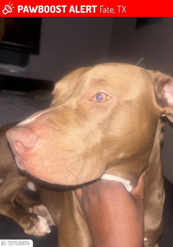 Lost Male Dog last seen epes truck center , Fate, TX 75189