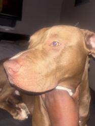 Lost Male Dog last seen epes truck center , Fate, TX 75189