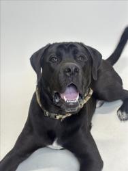 Shelter Stray Male Dog last seen MISSION/BERRY, Hayward, CA 94544