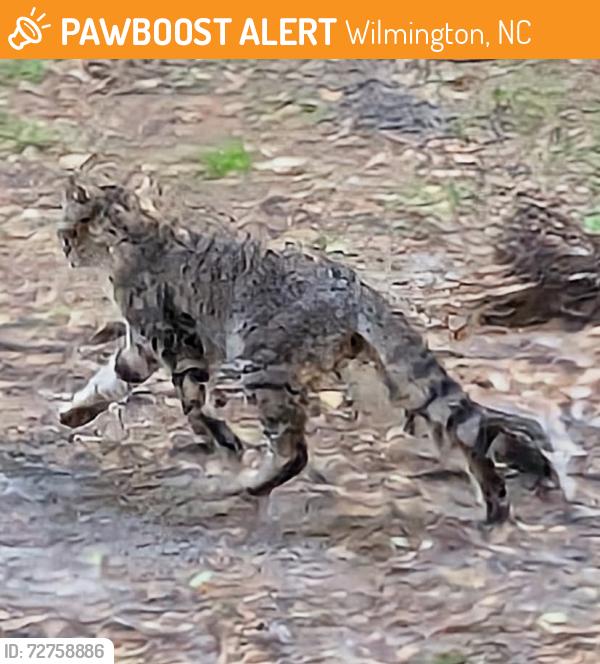 Found/Stray Unknown Cat last seen Benjamin Ave, Wilmington, NC 28403