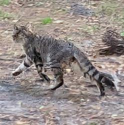 Found/Stray Unknown Cat last seen Benjamin Ave, Wilmington, NC 28403