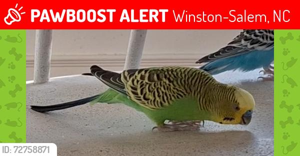 Lost Male Bird last seen Chilton Drive near Shattalon Drive, Winston-Salem, NC 27106