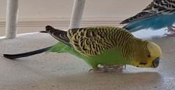 Lost Male Bird last seen Chilton Drive near Shattalon Drive, Winston-Salem, NC 27106