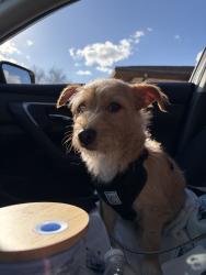 Lost Male Dog last seen Last seen by Circkle K, Starke, FL 32091
