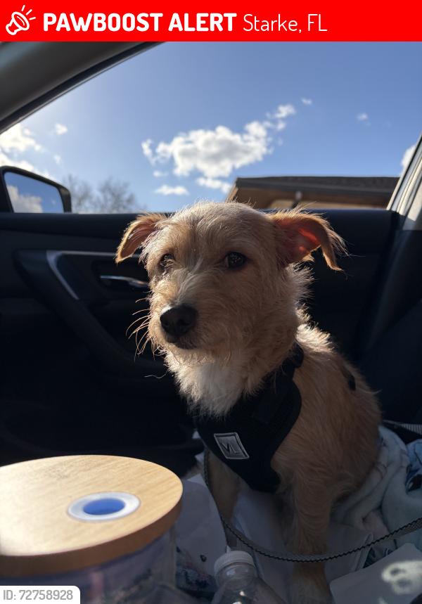 Lost Male Dog last seen Last seen by Circkle K, Starke, FL 32091