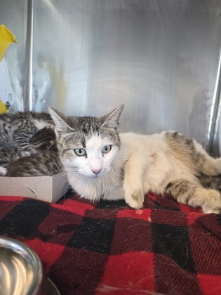 Shelter Stray Female Cat last seen Near pamela raye, Socorro, TX, Fort Bliss, TX 79906