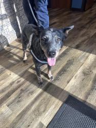 Found/Stray Female Dog last seen Summit Dr , Annetta North, TX 76008