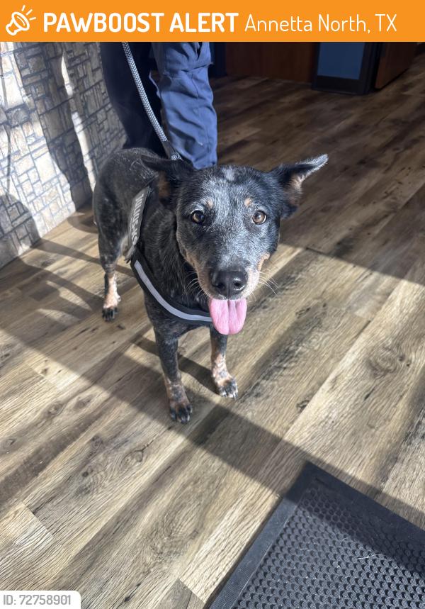Found/Stray Female Dog last seen Summit Dr , Annetta North, TX 76008