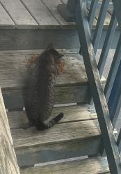 Found/Stray Unknown Cat last seen Robert’s street, Woonsocket, RI 02895