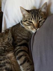 Lost Male Cat last seen Aggregate, Placerville, CA 95667