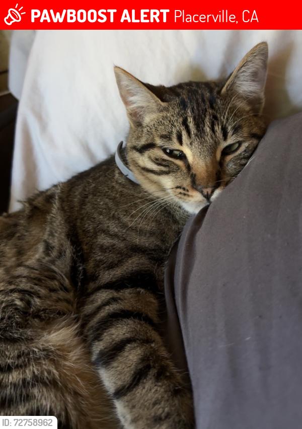 Lost Male Cat last seen Aggregate, Placerville, CA 95667