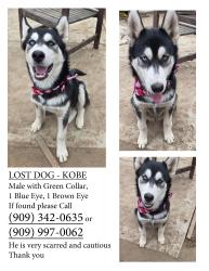 Lost Male Dog last seen Weston Park, Bakersfield, CA 93301