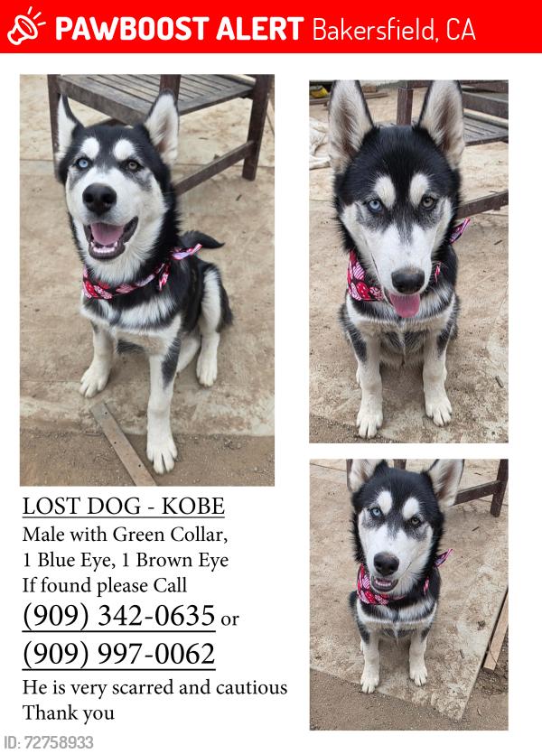 Lost Male Dog last seen Weston Park, Bakersfield, CA 93301