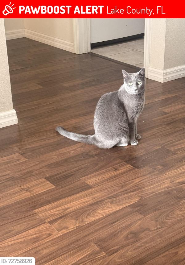 Lost Female Cat last seen Black Bear Reserve, Lake County, FL 32736