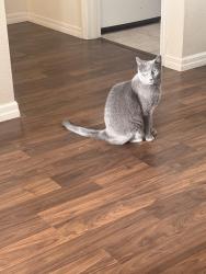 Lost Female Cat last seen Black Bear Reserve , Lake County, FL 32736