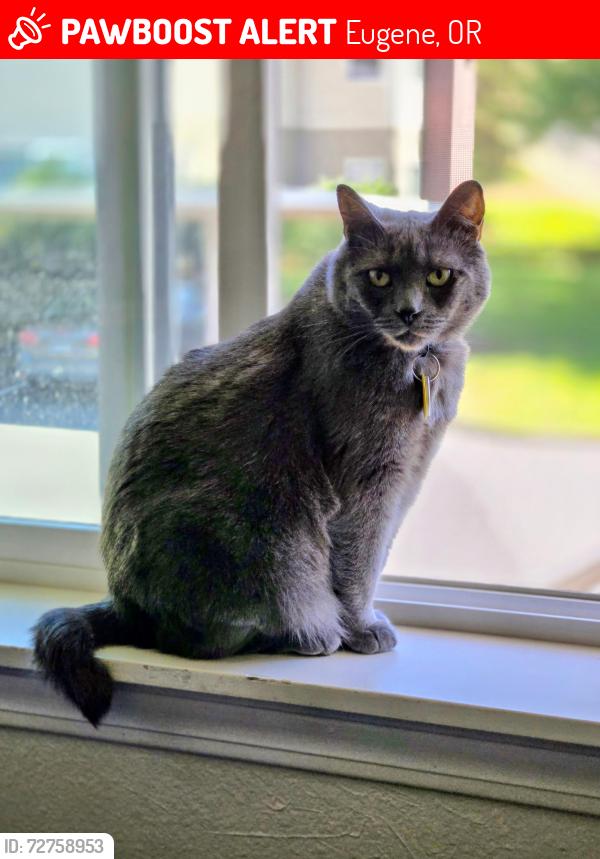 Lost Male Cat last seen He likes watching birds in the big hedge across the street, Eugene, OR 97401